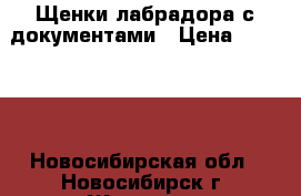 Щенки лабрадора с документами › Цена ­ 13 000 - Новосибирская обл., Новосибирск г. Животные и растения » Собаки   . Новосибирская обл.,Новосибирск г.